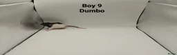 Rat rodents for sale: April Rats! (7 Boys & 5 Girls Left) - Advert 10