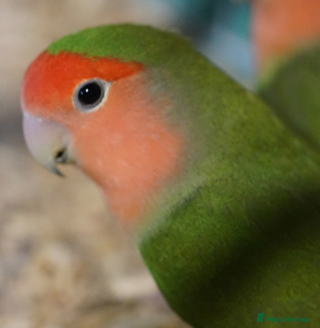 Lovebirds birds for sale: Two love birds  - Image 3