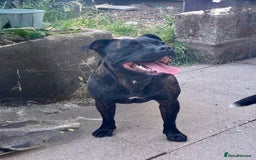 Staffordshire Bull Terrier dogs for sale: Pedigree Staffordshire Bull Terrier Puppies - Image 3