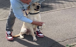 Labrador Retriever dogs for sale: Male labrador - Image 3