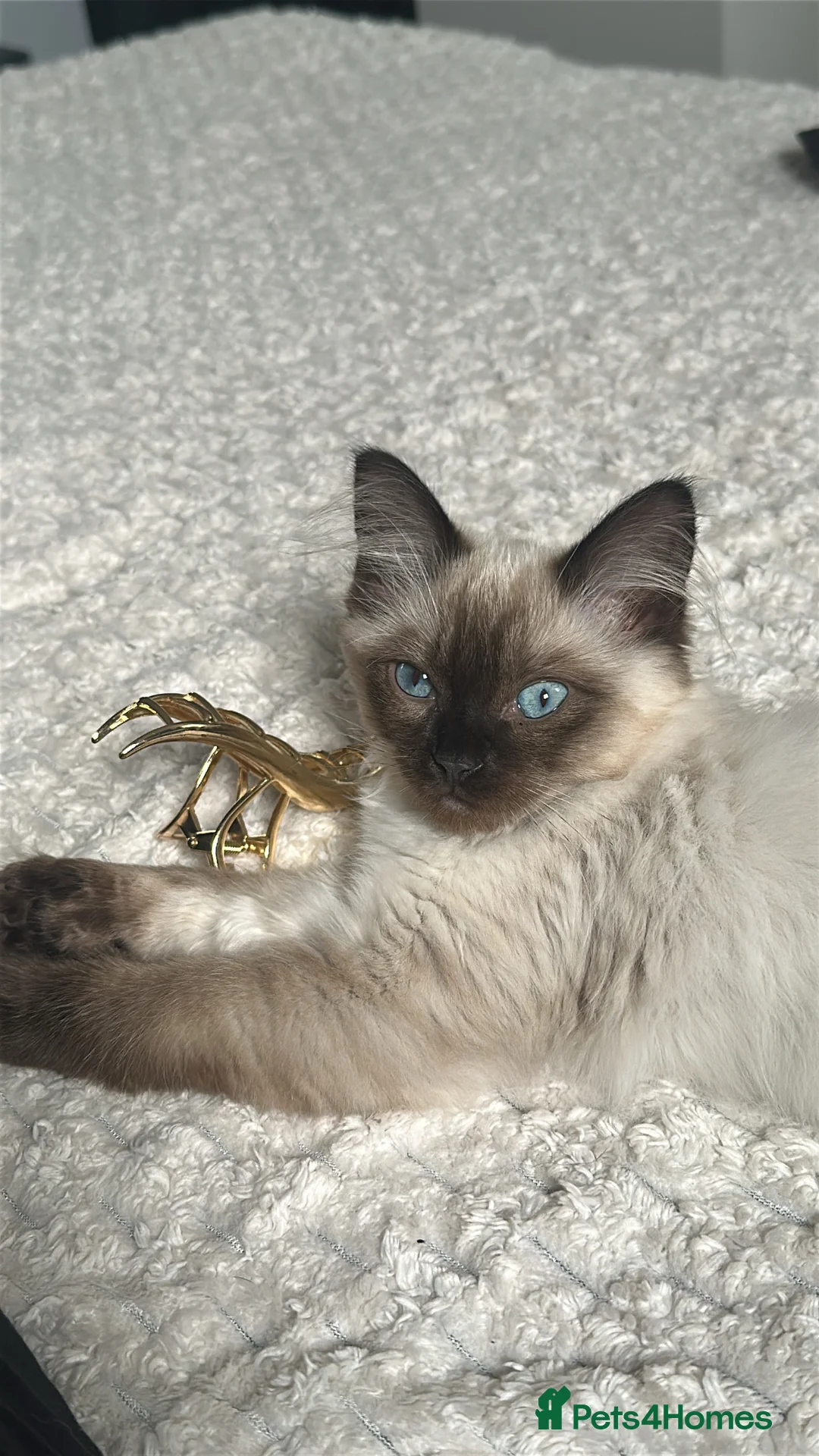 Ragdoll cats for sale: White with black Ragdoll kitten  - Advert 4