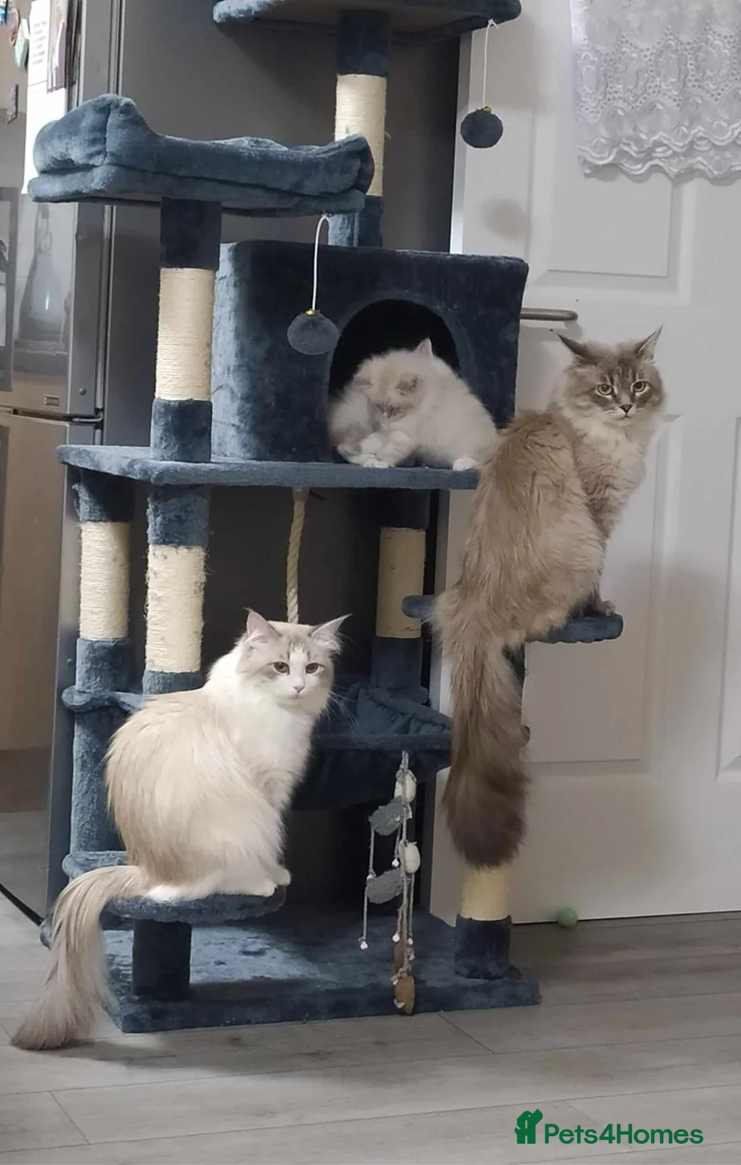 Siberian cats for sale: Siberian Kittens Neva Masquerade White - Advert 3