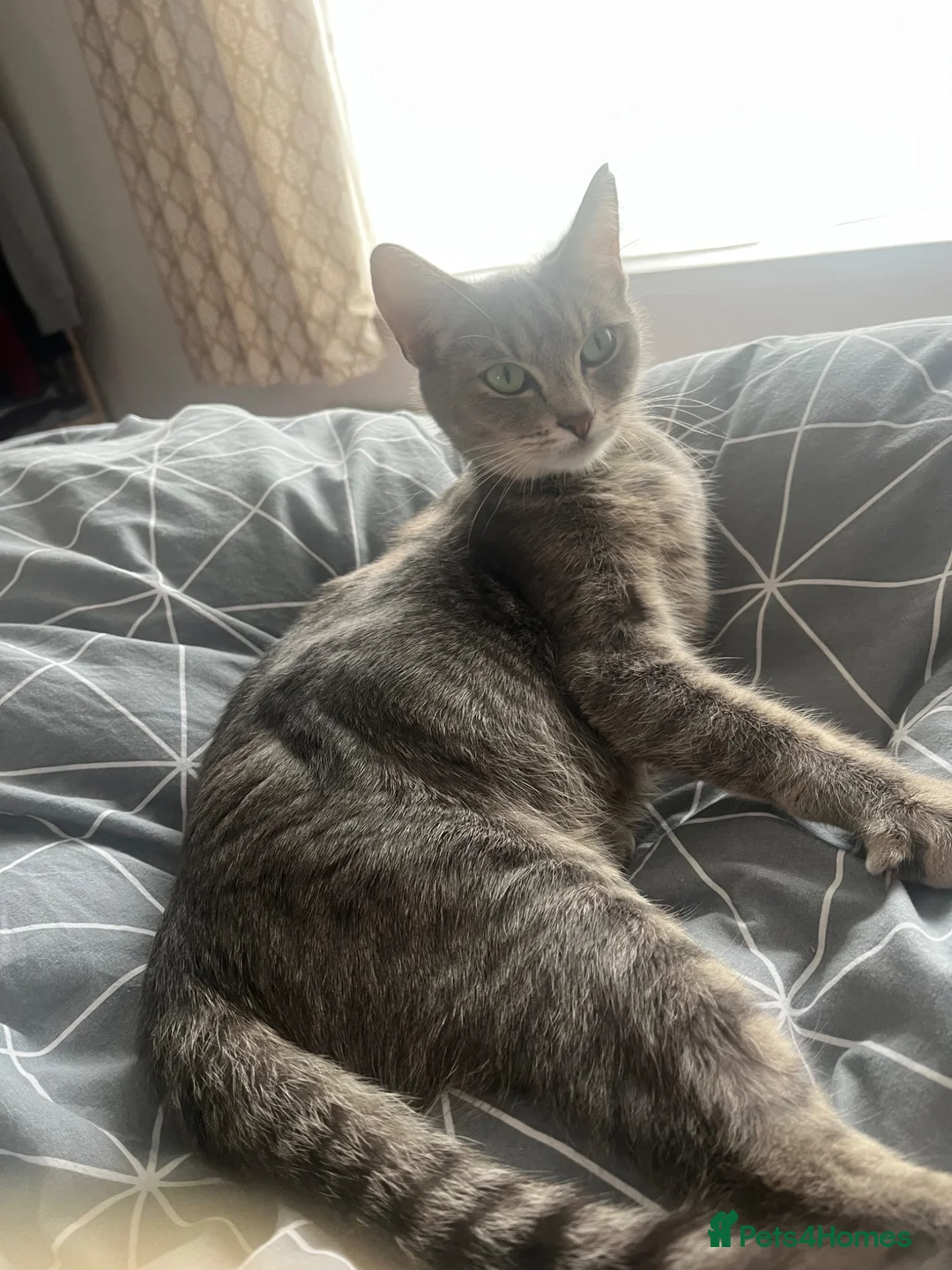 Mixed Breed cats for sale: 3 lovely Kittens for sale - Advert 2