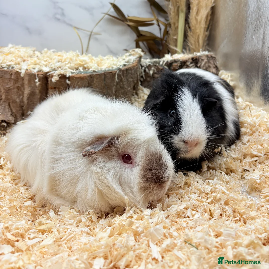 Guinea Pig rodents for sale: Bonded boys available 🩵 - Advert 1