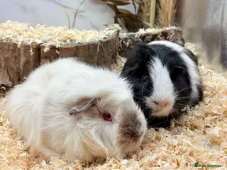 Guinea Pig rodents Bonded boys available 🩵 - Advert 3