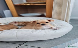 Chihuahua dogs for sale: Chihuahua puppies available  - Image 6