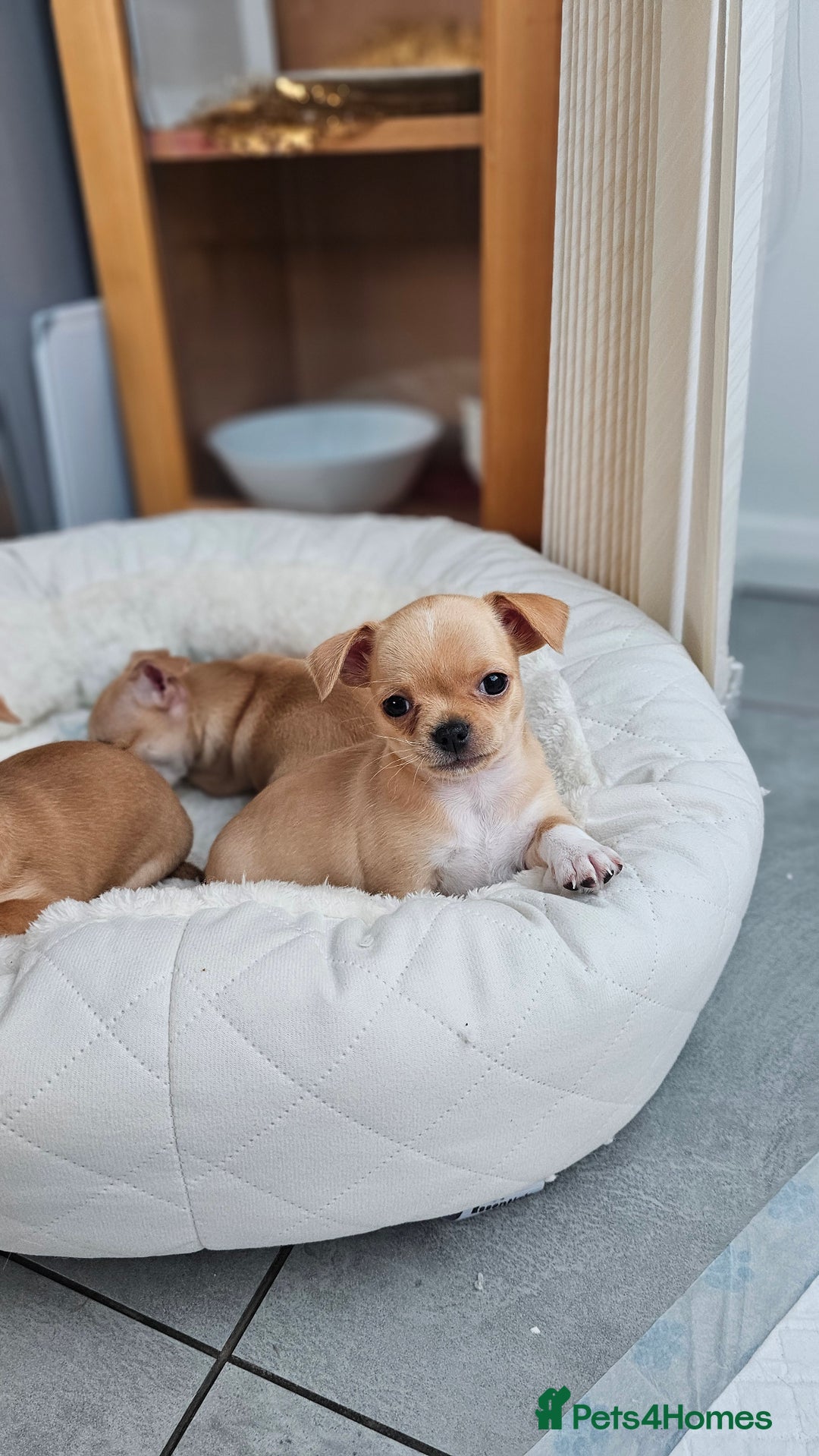 Chihuahua dogs for sale: Chihuahua puppies available  - Image 6