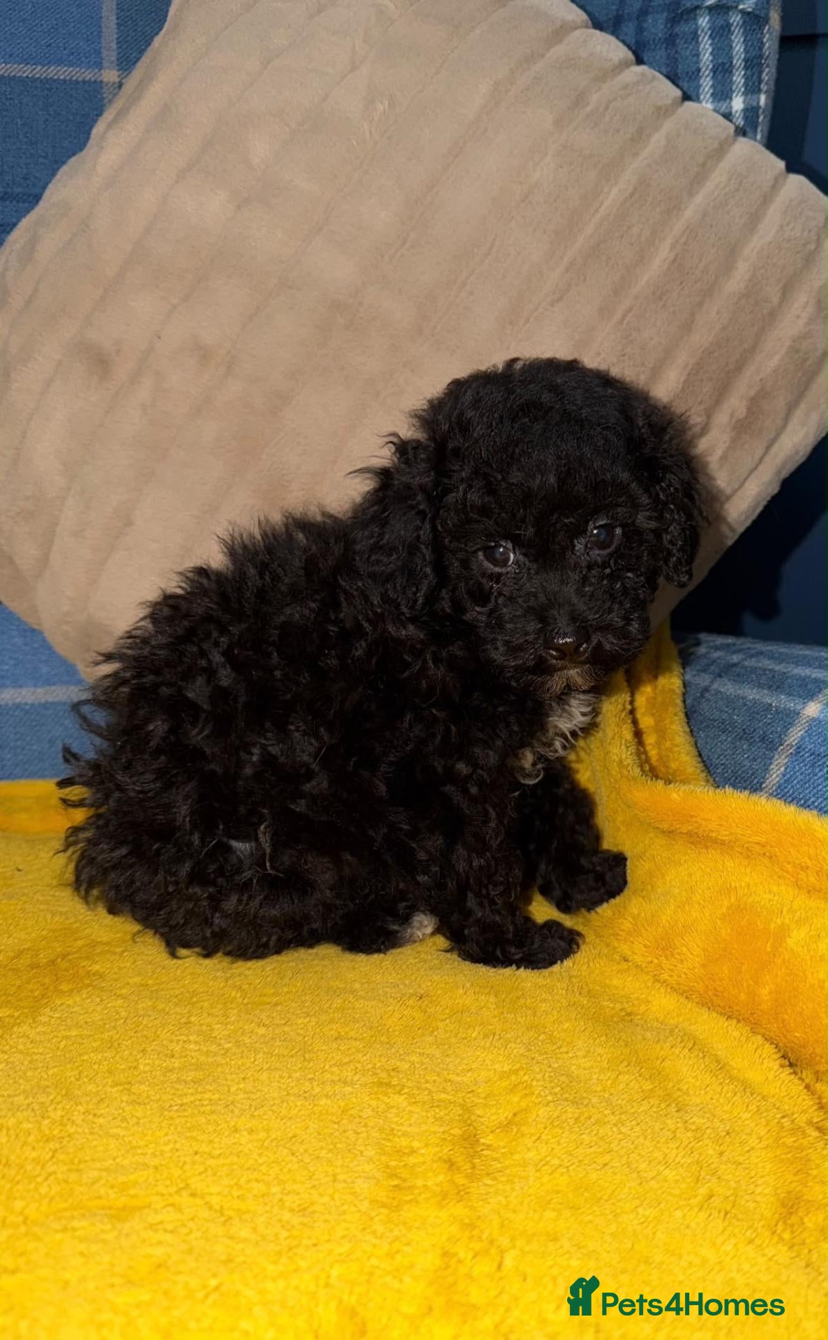Toy Poodle dogs 🧡💛Toy Poodle Boys Available Now💛🧡 - Advert 1