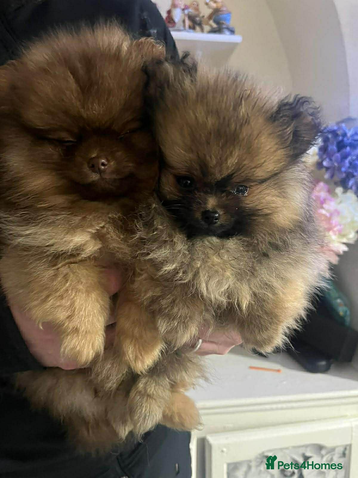 Pomeranian dogs Outstanding Pomeranian boys  - Advert 16