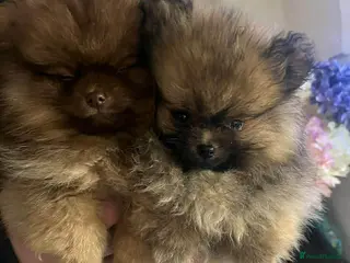 Pomeranian dogs Outstanding Pomeranian boys - Advert 18