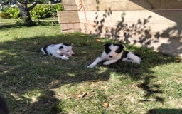 Border Collie dogs for sale: Adorable Border collie pups - Image 4