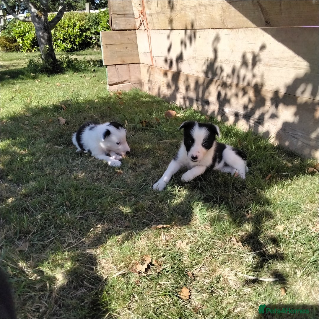 Border Collie dogs for sale: Adorable Border collie pups - Image 4