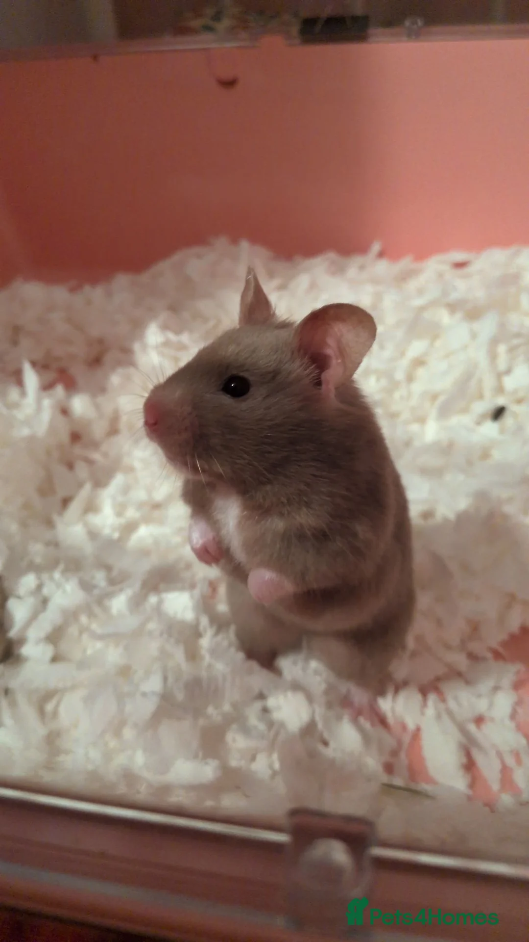 Hamster rodents for sale: Beautiful dove female Syrian hamster  - Advert 2