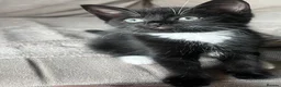 Mixed Breed cats for sale: 3 X Mixed breed kittens - Advert 5