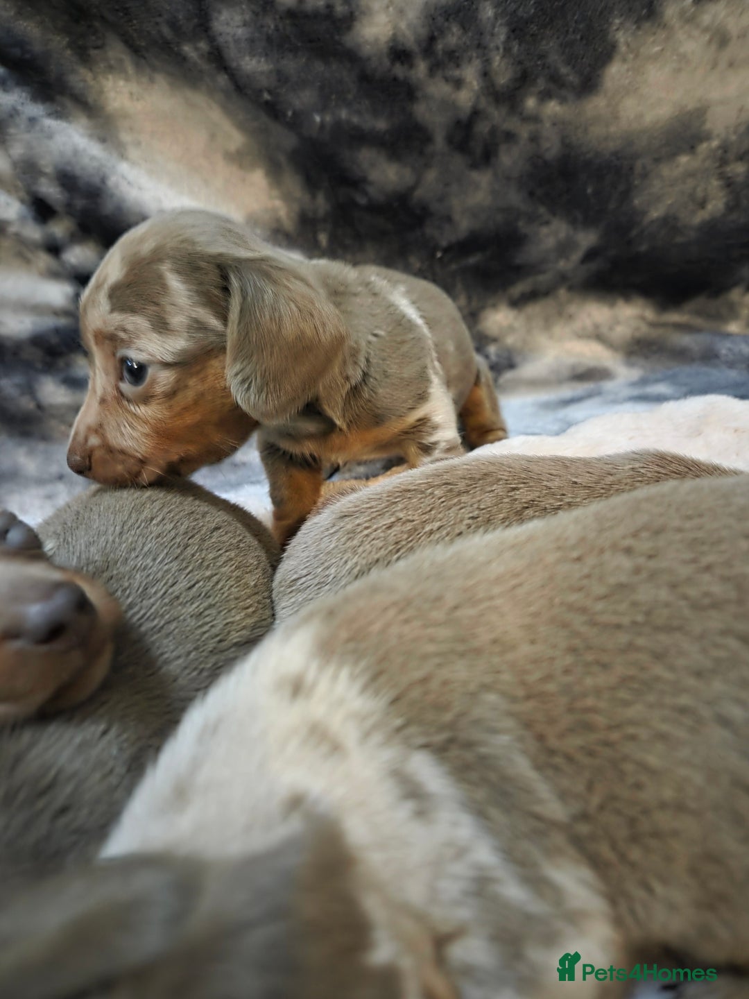 Miniature Dachshund dogs for sale: Miniature dachshund pups KC Reg - Advert 9
