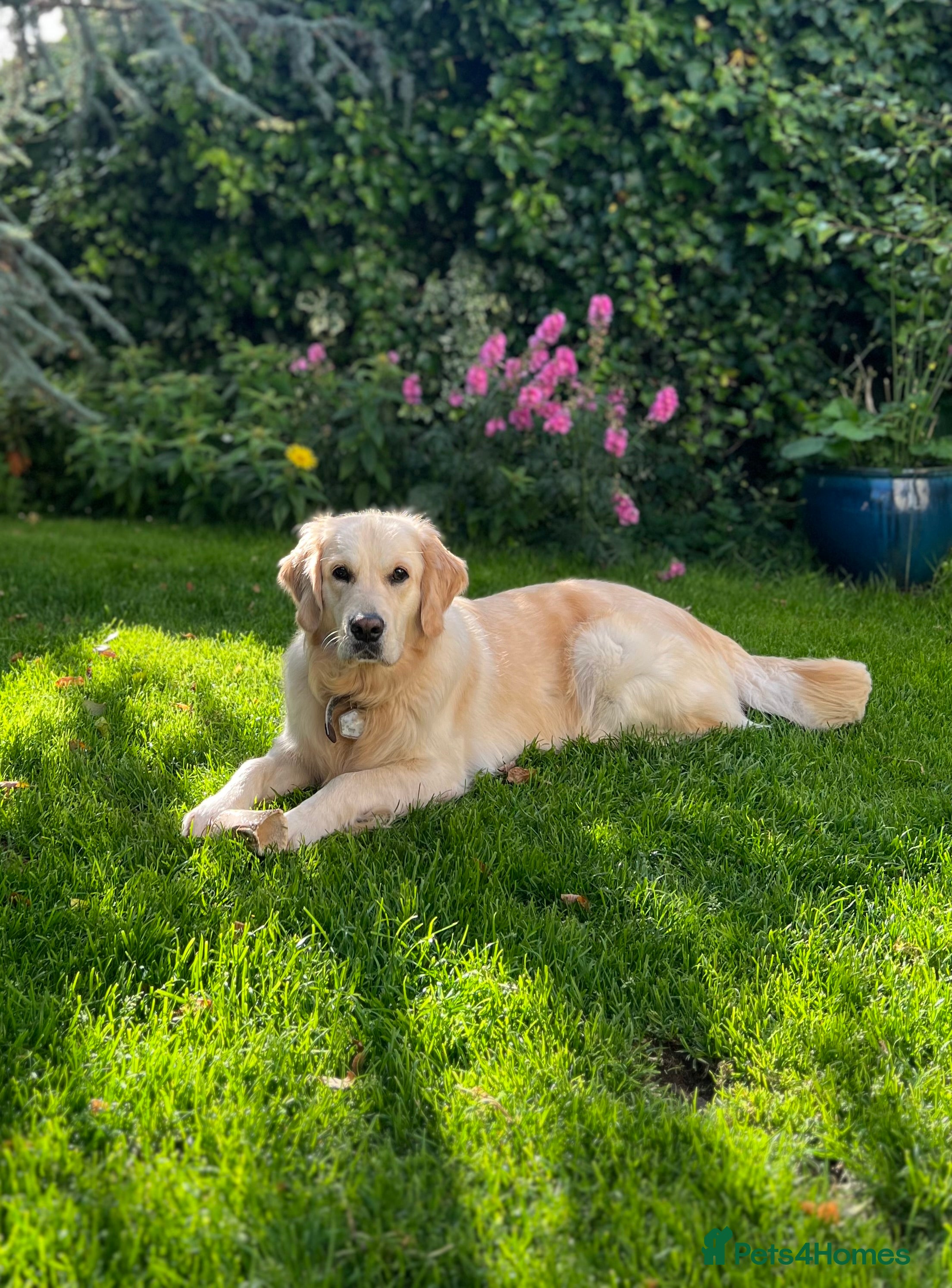 Golden Retriever dogs KC Golden Retriever Puppies – Due Early Feb - Advert 13