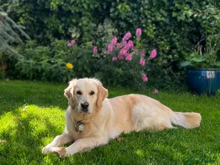 Golden Retriever dogs KC Golden Retriever Puppies – Due Early Feb - Advert 3