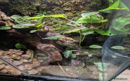 Lizard reptiles for sale: Green anoles for sale  - Image 7