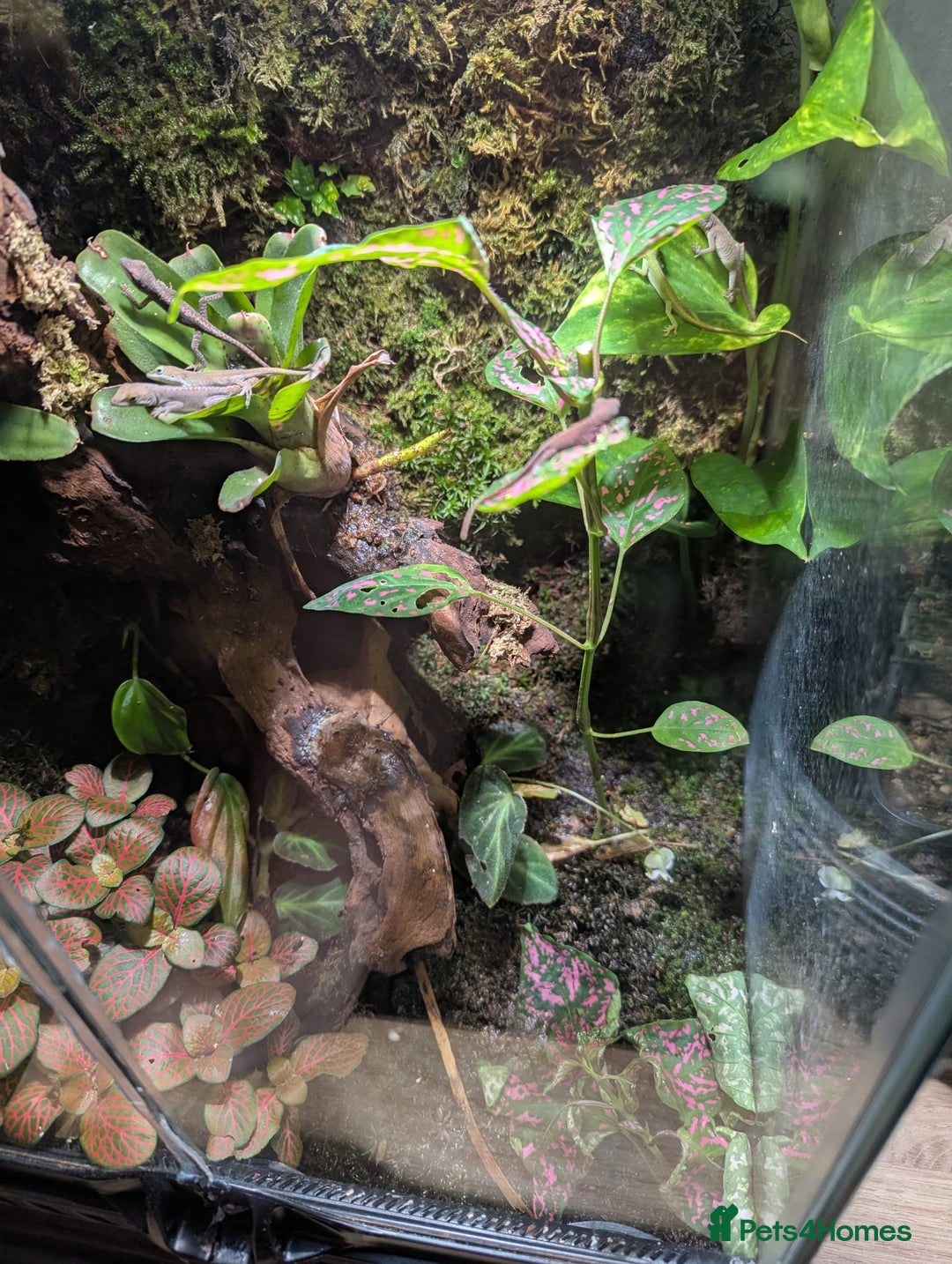 Lizard reptiles for sale: Green anoles for sale  - Image 7