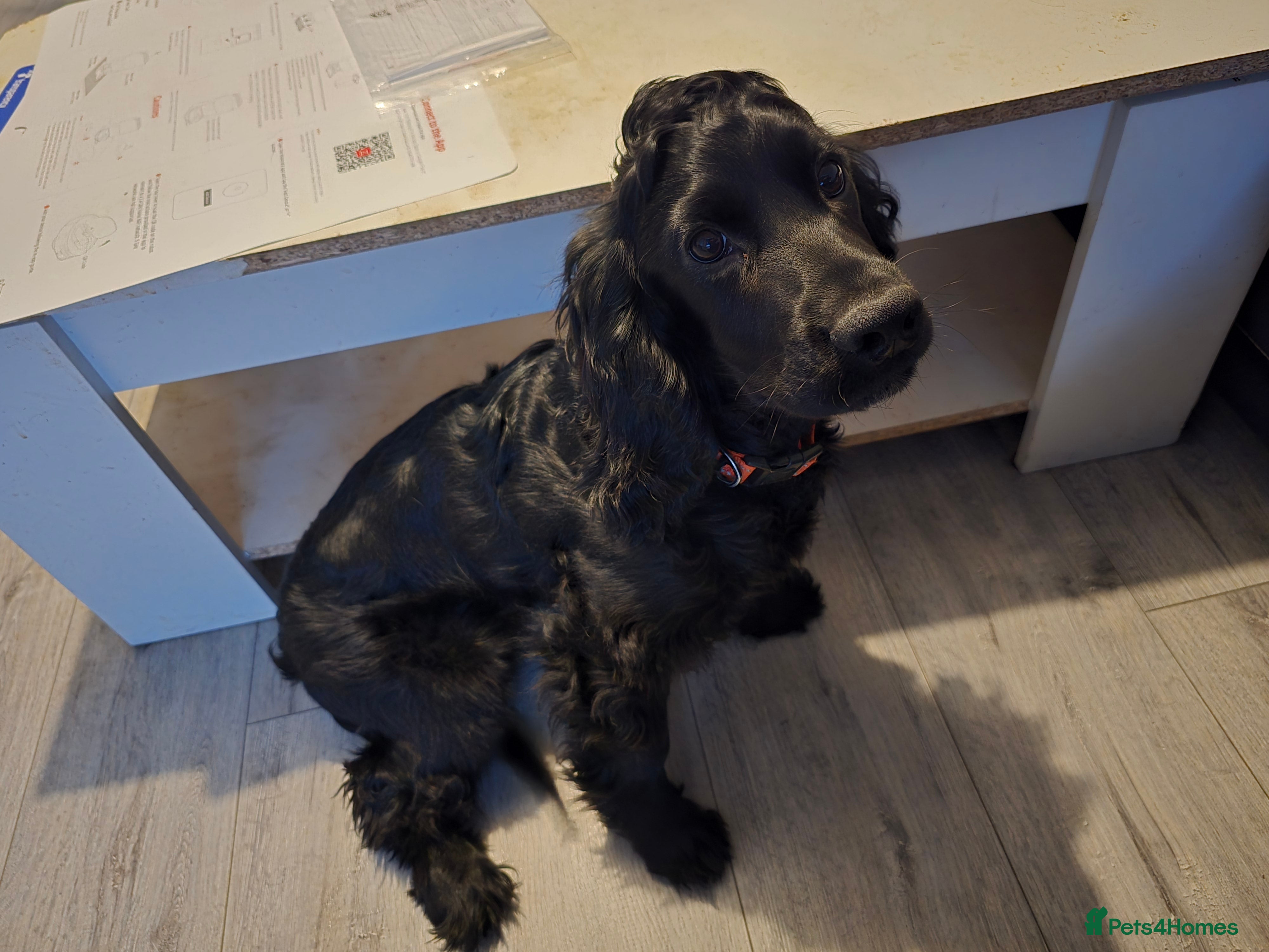 Cocker Spaniel dogs Working Cocker Spaniel Male in Lincoln - Advert 1