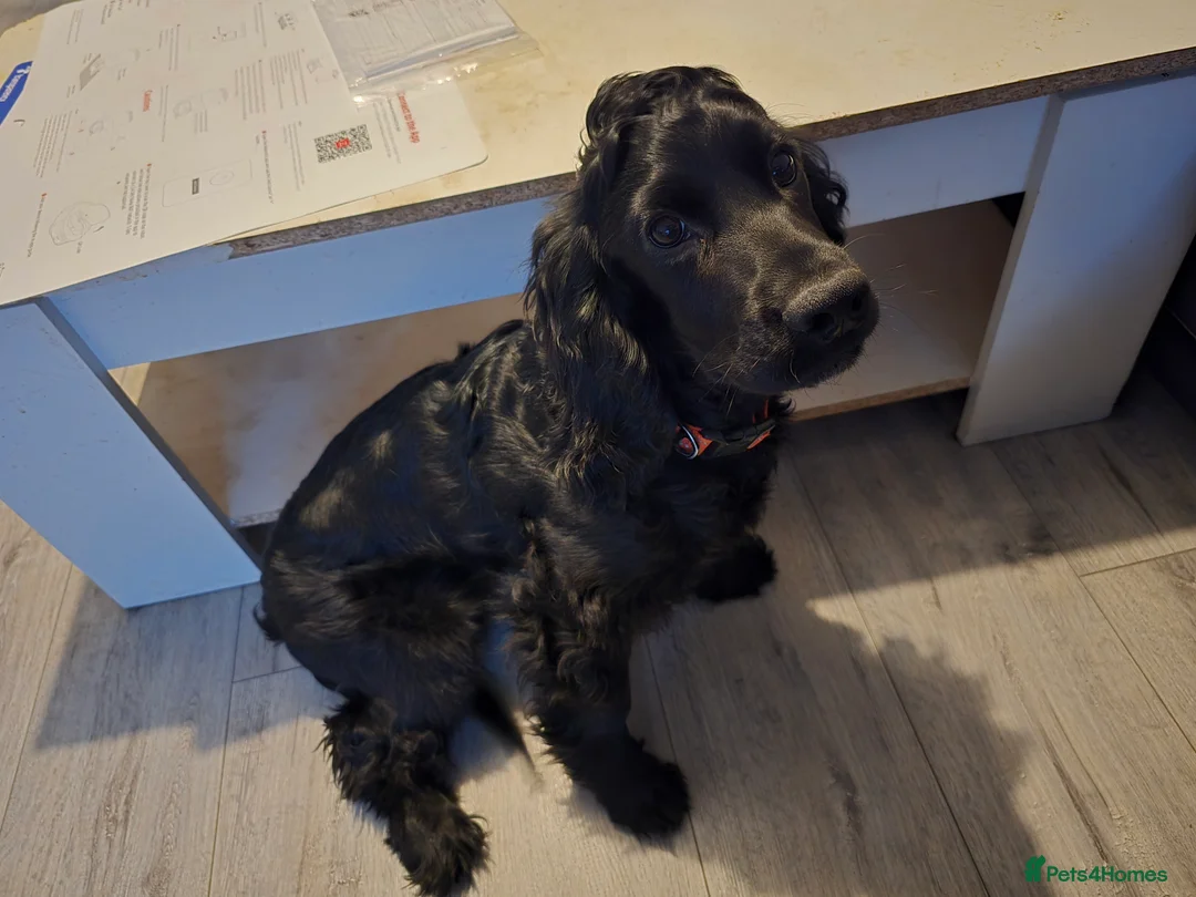 Cocker Spaniel dogs for sale: Working Cocker Spaniel Male in Lincoln - Advert 1