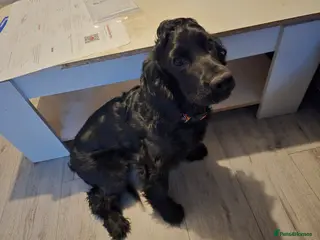 Cocker Spaniel dogs Working Cocker Spaniel Male in Lincoln - Advert 1