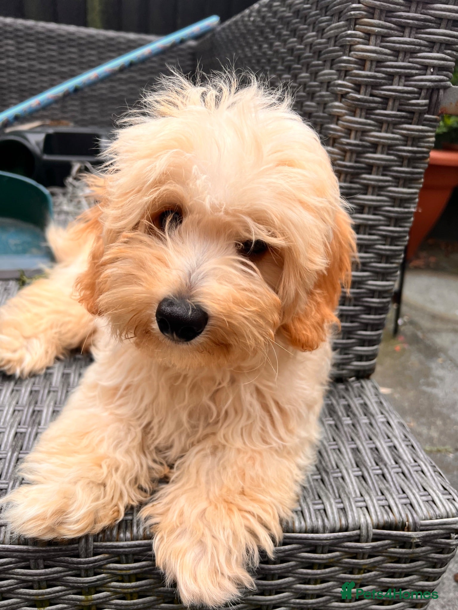 Poochon dogs Poochon puppy - Advert 7