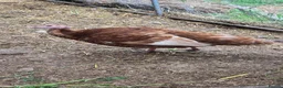 Turkeys poultry for sale: Bourbon Red Turkey Chicks in Peterborough - Advert 3