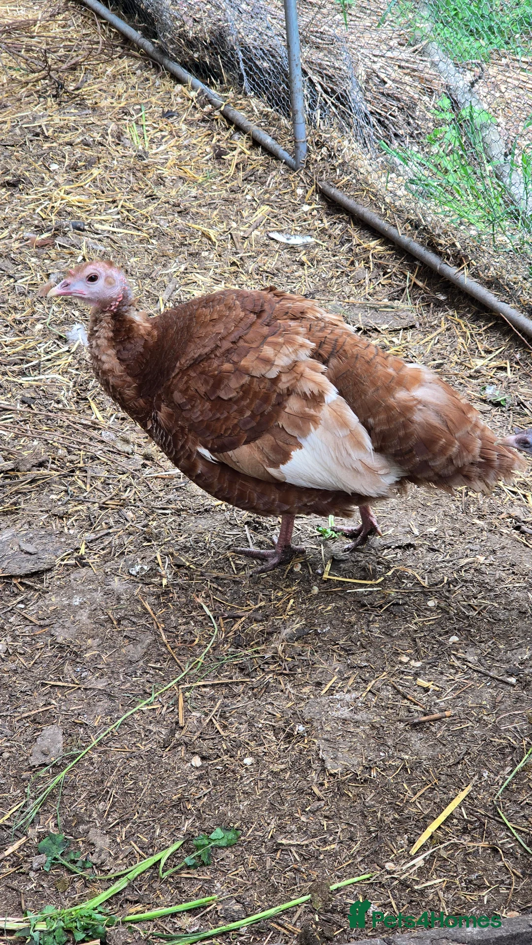 Turkeys poultry for sale: Bourbon Red Turkey Chicks in Peterborough - Advert 3