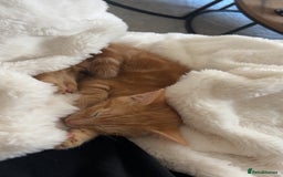 Mixed Breed cats for sale: Male kitten with everything needed  - Advert 3