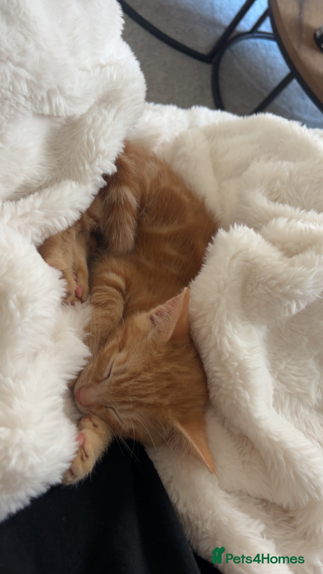 Mixed Breed cats for sale: Male kitten with everything needed  - Advert 3