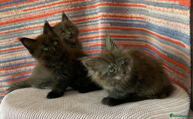 Maine Coon cats - Advert 1