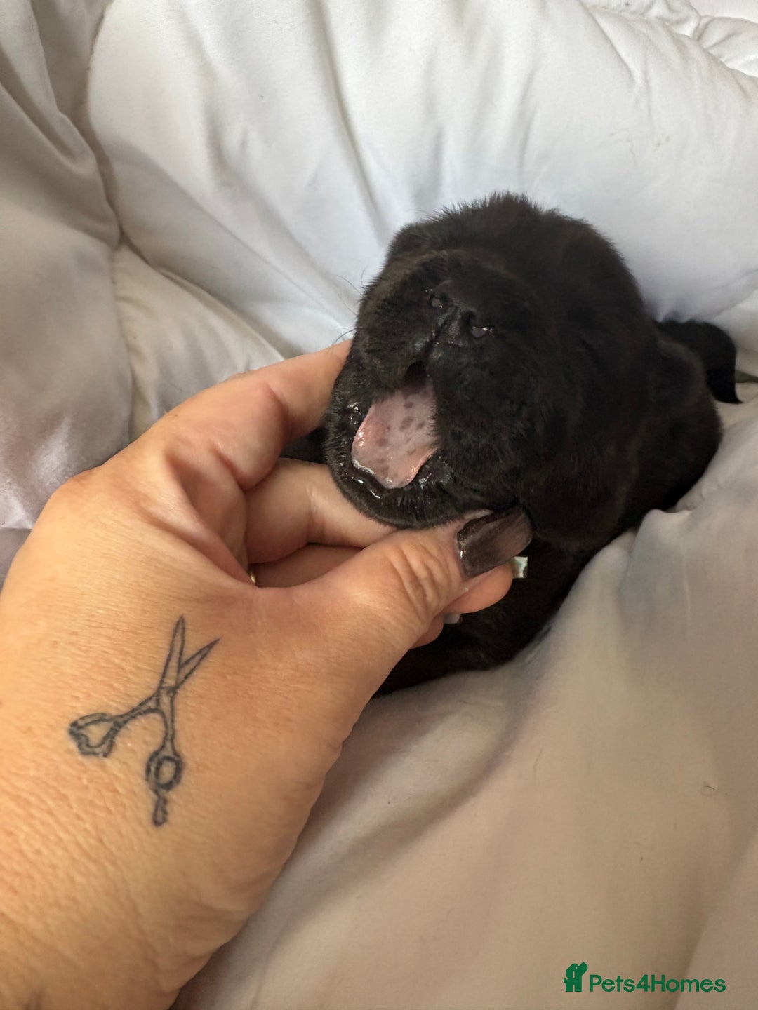 Chow Chow dogs for sale: Baby chow chows  - Image 7