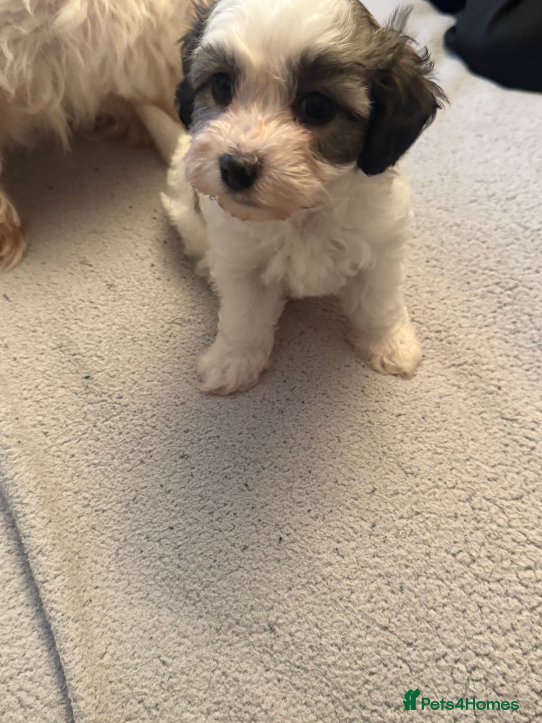 Maltipoo dogs for sale: Tiny Parti Maltipoo Puppies - Image 3