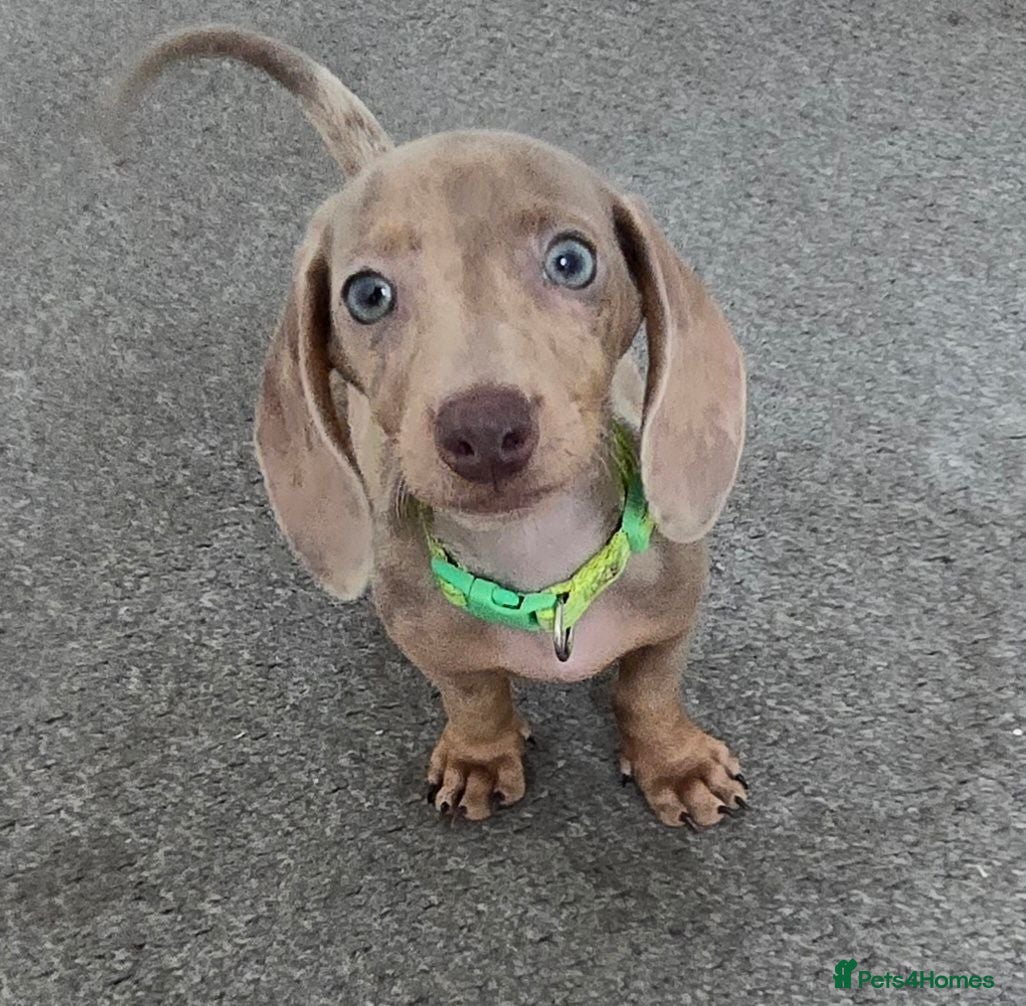 Miniature Dachshund dogs 🤎 Gorgeous Daxies_Mini Dachshunds 🤎 - Advert 1