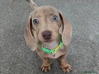 Miniature Dachshund dogs 🤎 Gorgeous Daxies_Mini Dachshunds 🤎 - Advert 1
