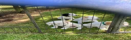Cocker Spaniel dogs for sale: Working Cocker Spaniels, KC Reg & DNA clear - Advert 7