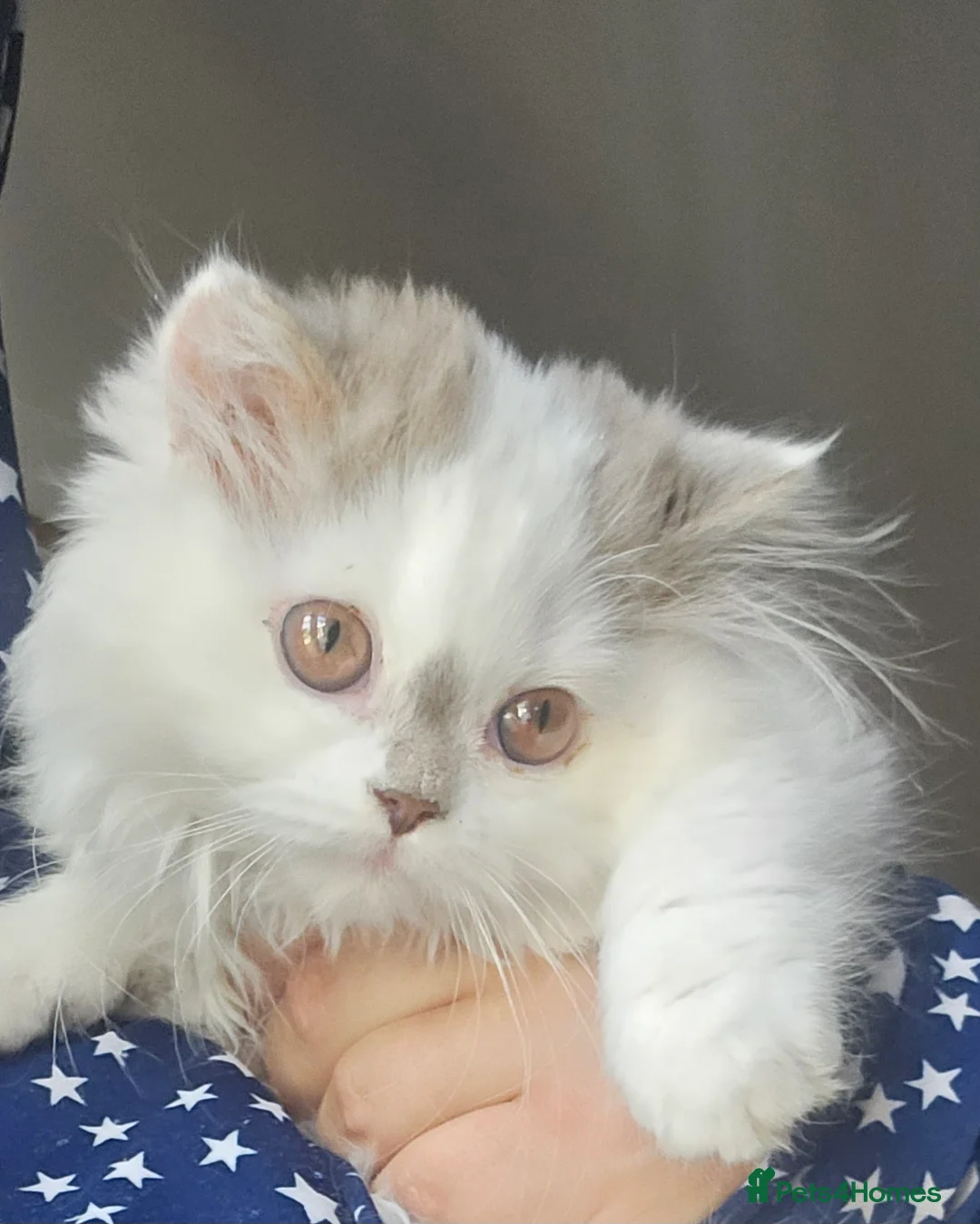 Scottish Fold cats for sale: The Beautiful Scotch Fold - Advert 1