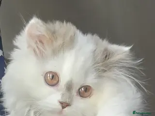 Scottish Fold cats The Beautiful Scotch Fold - Advert 1