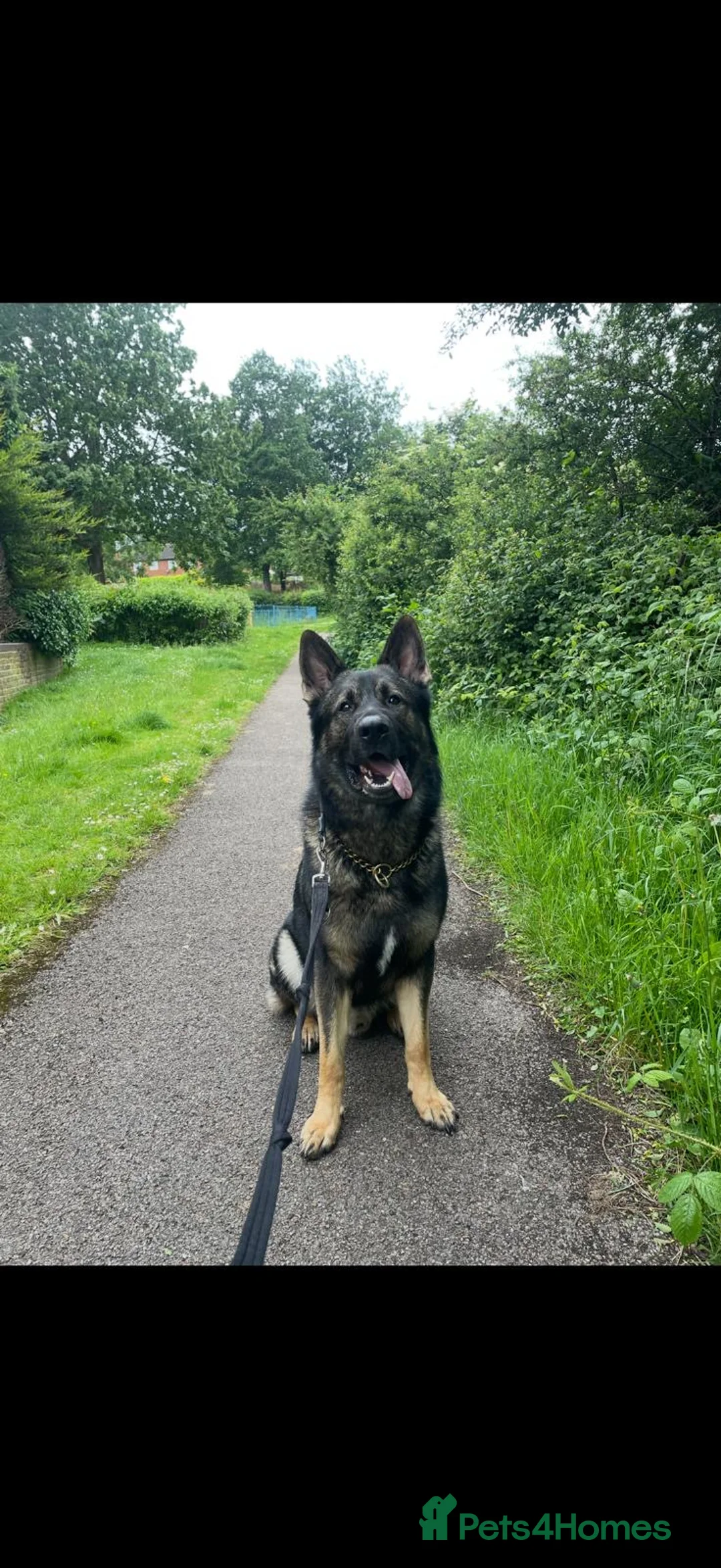 German Shepherd dogs for stud: Working line German shepherd for stud  - Advert 3