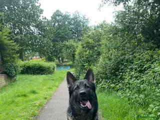 German Shepherd dogs Working line German shepherd for stud - Advert 1