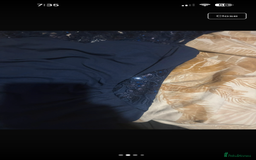 French Bulldog dogs for sale: Black Brindle Frenchie  - Advert 13