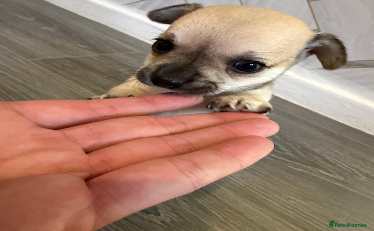 Chihuahua dogs - Advert 1