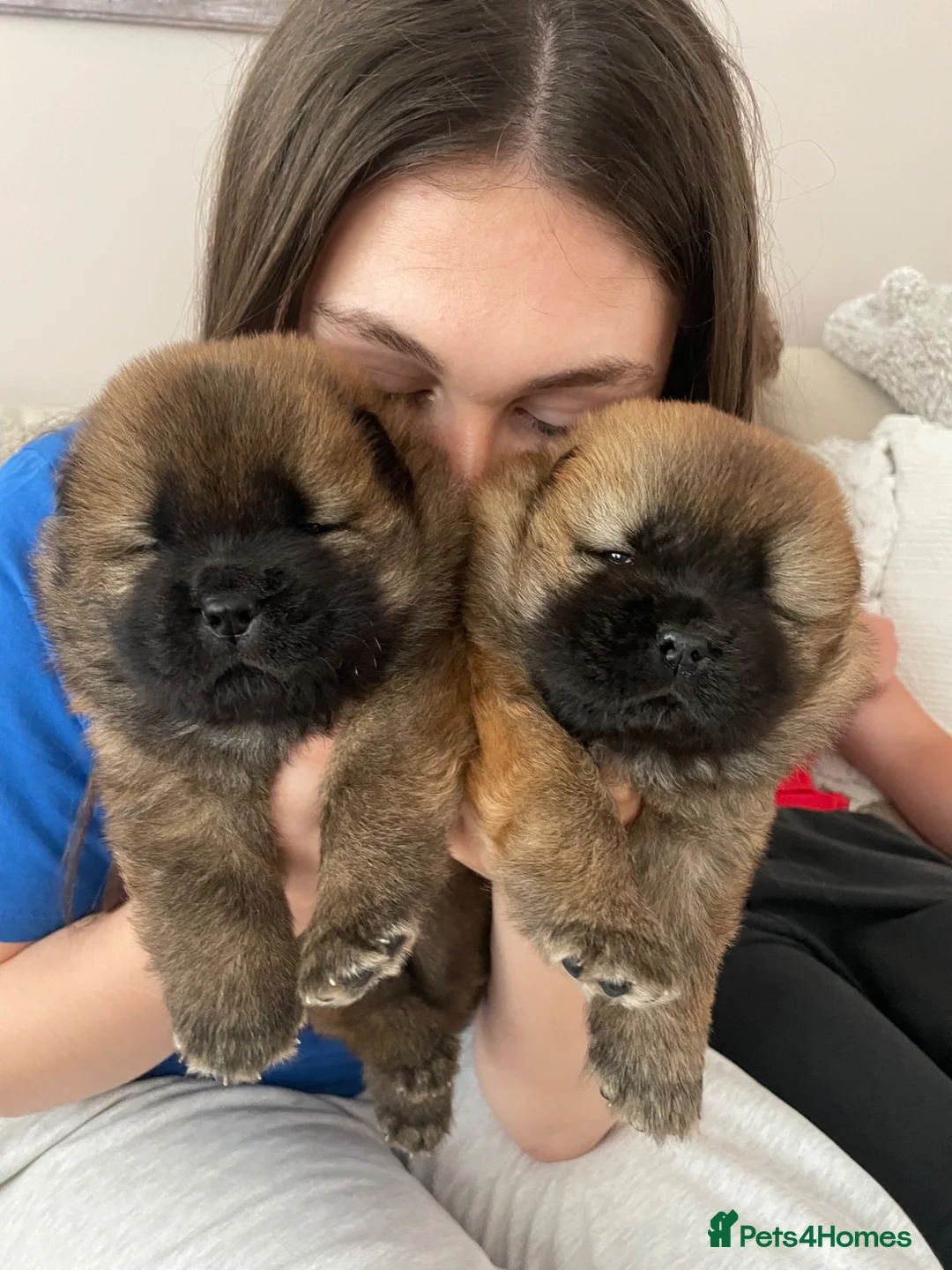 Chow Chow dogs for sale: OUTSTANDING CHOW CHOW PUPS - Advert 2