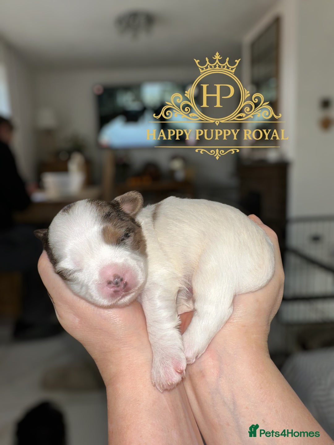 Biewer Terrier dogs for sale: BIEWER YORKIE PUPPIES 4 Available Licensed Breeder - Advert 4