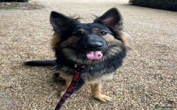 German Shepherd dogs for sale: (Willow) 1.5yr Old German Shepherd Longhaired - Image 5