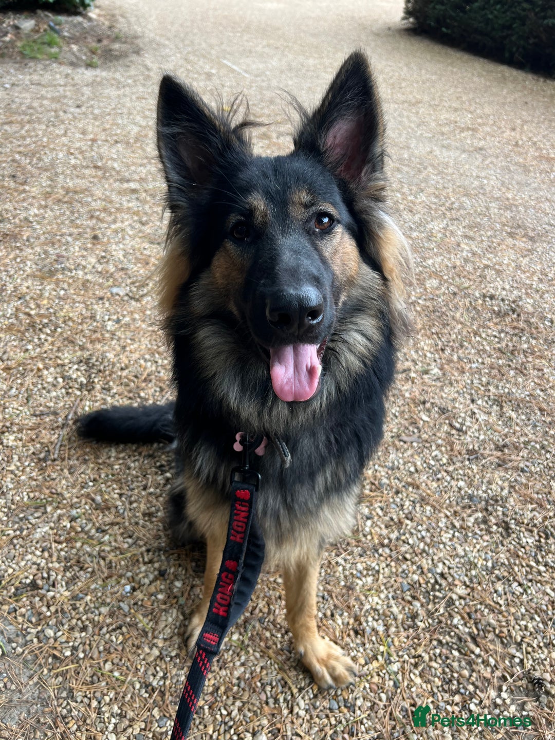 German Shepherd dogs for sale: (Willow) 1.5yr Old German Shepherd Longhaired - Image 5