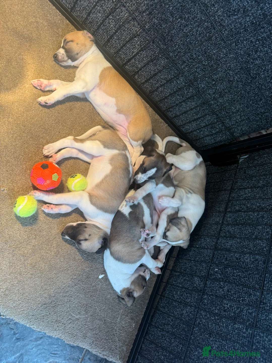 Whippet dogs for sale: KC Registered Whippet Pups in Rotherham - Advert 1
