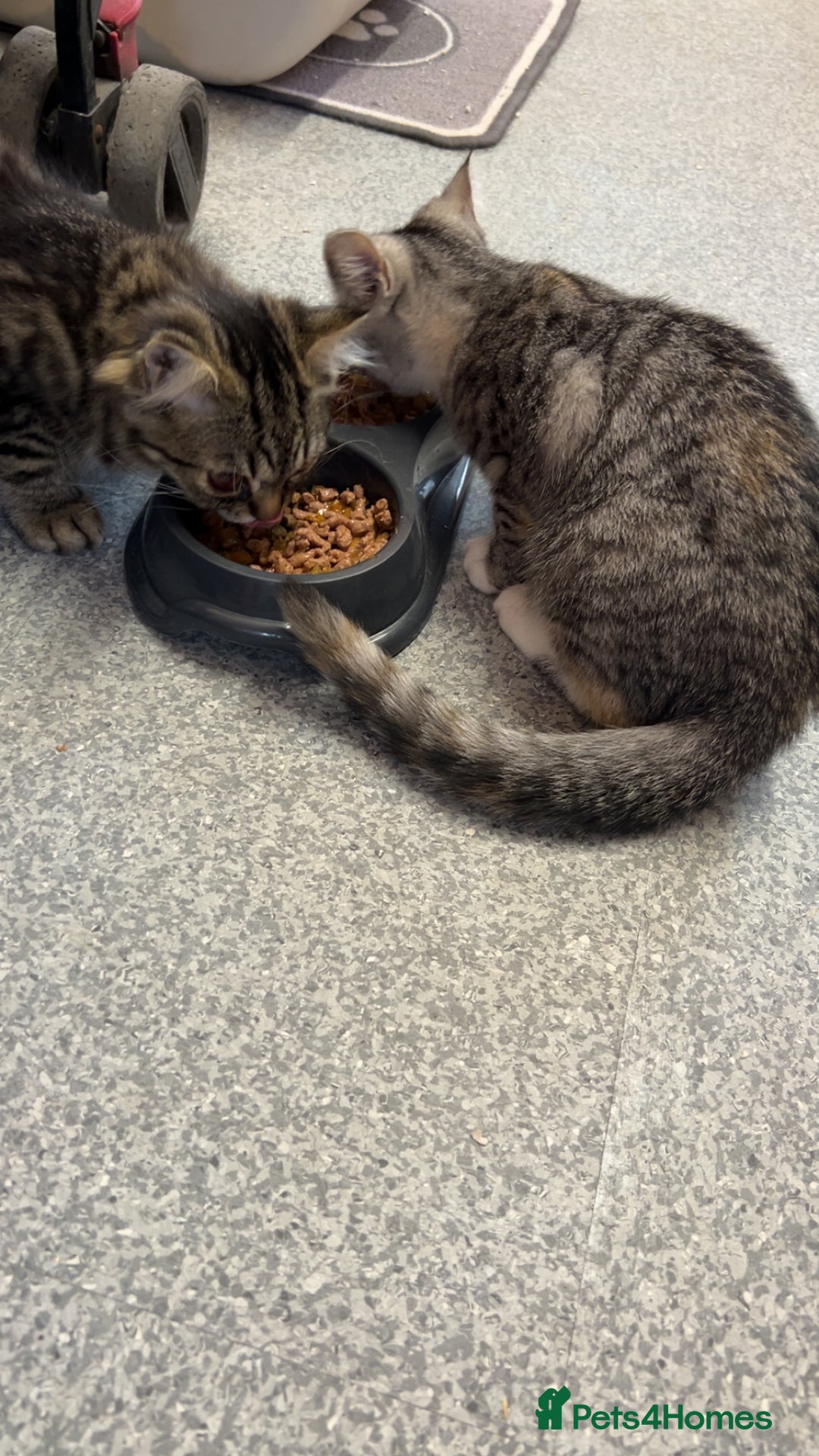 Persian cats for sale: 2 loving Persian Kittens for sale  - Image 25