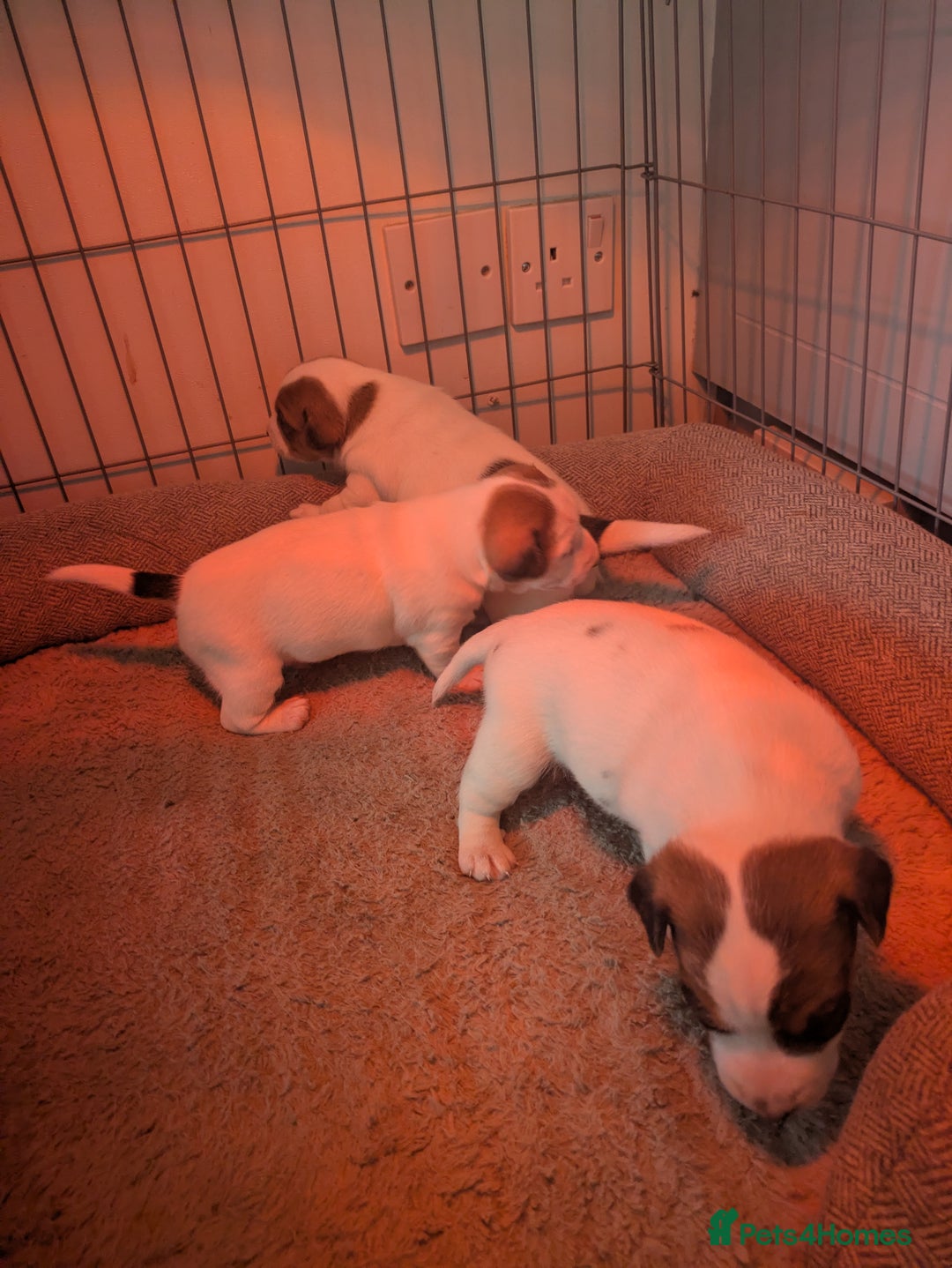 Jack Russell dogs for sale: 3 Jack Russell puppies - Image 6